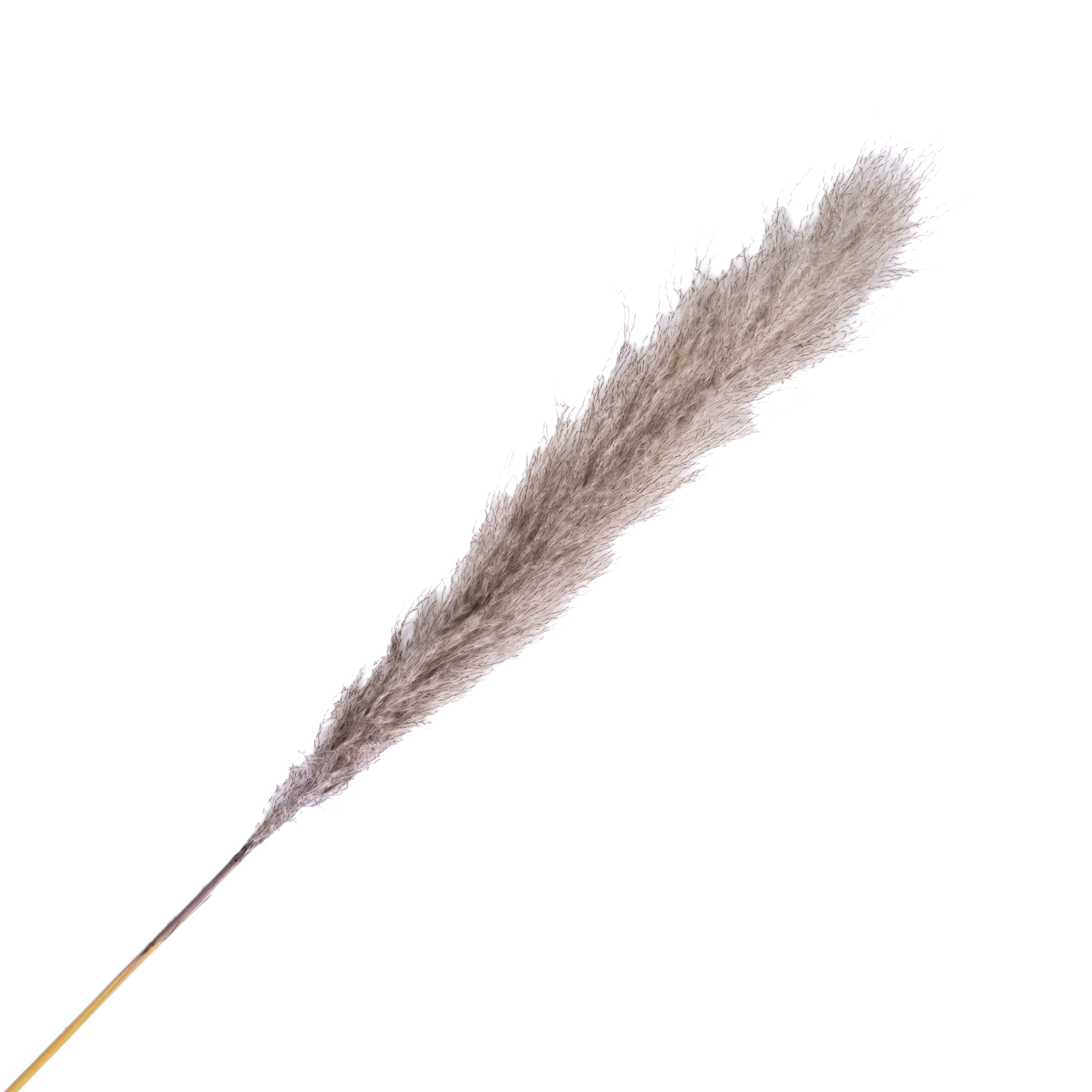 Dry reed